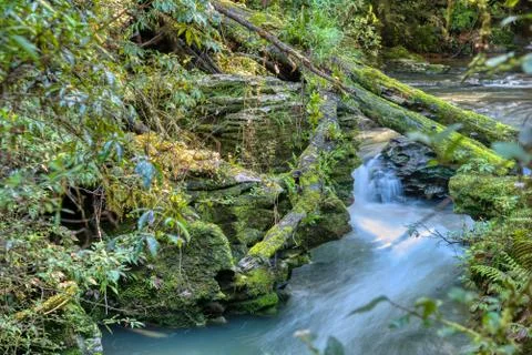 River through a forest in the Waitomo district, New Zealand Stock Photos