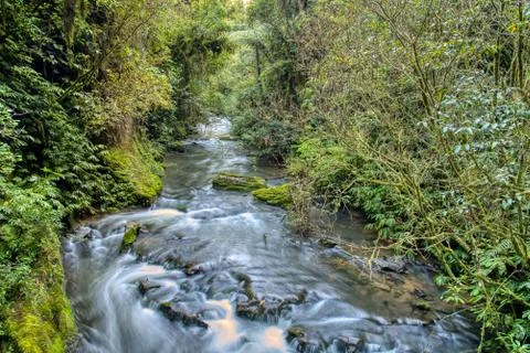 River through a forest in the Waitomo district, New Zealand Stock Photos
