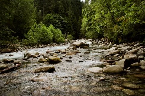 River Through Pine Forest Stock Photos