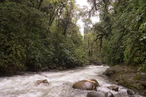 River through rain forest Stock Photos