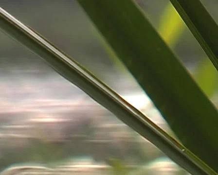 River through sedge thickets. Stock Footage
