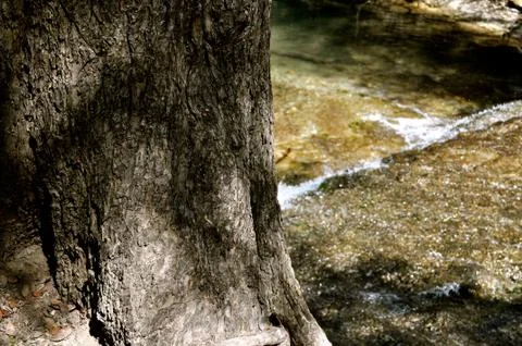 River through the tree 写真素材