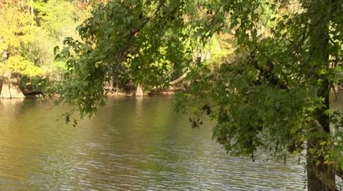 River through trees 스톡 동영상 12526399