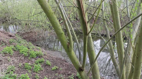 River through trees 库存影片 34627136