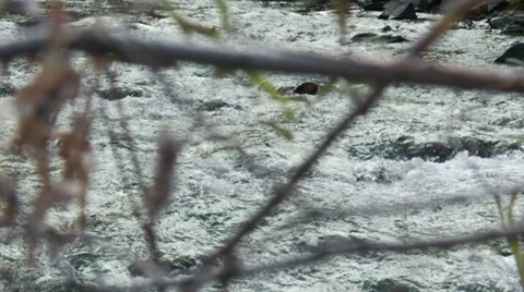 River Through Trees Time lapse Stock Footage 27844654