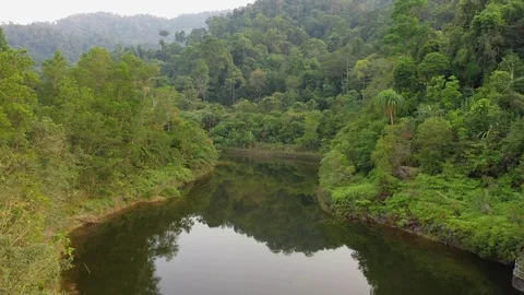 River through tropical Rainforest Stock Footage 125034301