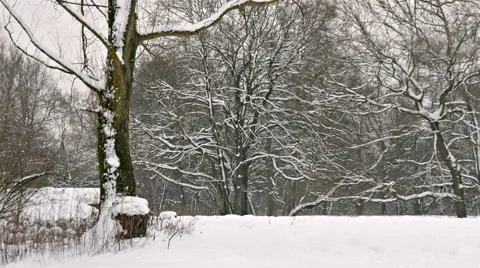 River Through the Winter Forest Stock Footage 46308948