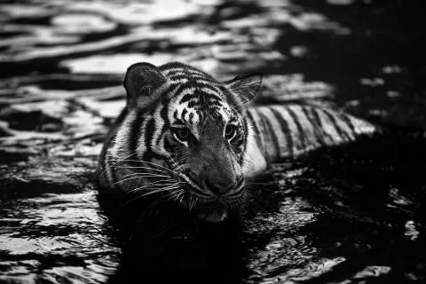 River Tiger  Stock Photos