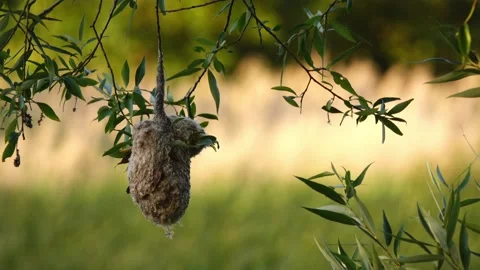 River tit nest. Eurasian penduline tit or European penduline tit (Remiz pendu Stock Footage 217391997