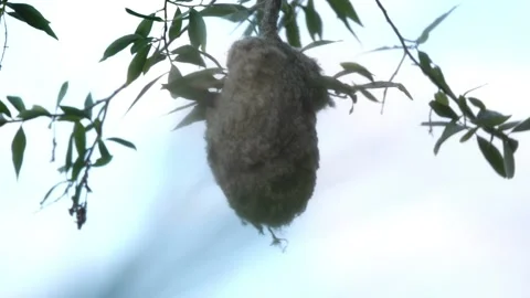 River tit nest. Eurasian penduline tit or European penduline tit (Remiz pendu Stock Footage 218314332