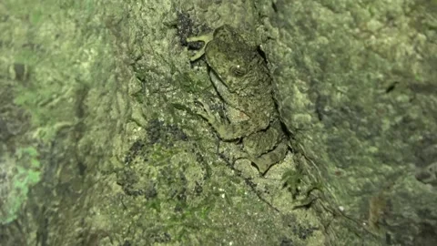 River Toad, Malaysia Video stock 133146373