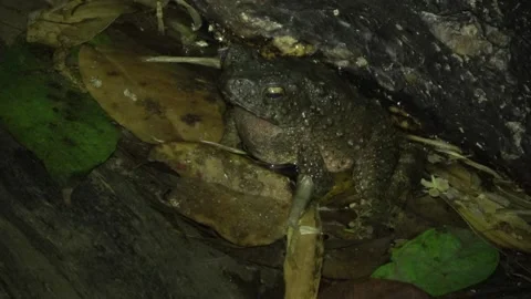 River Toad, Malaysia Stock-Footage 135718649