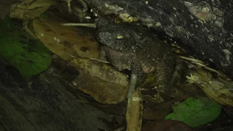 River Toad, Malaysia Video stock 135718714