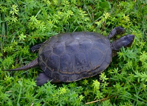 River tortoise that runs Stock Photos