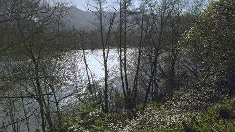 River Tranquility: Sunlit Trees and Flowing Water Stock Footage 265706377