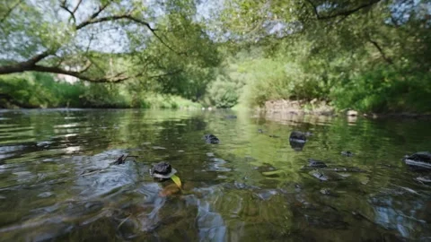 A river with a tree branch in it Stock Footage 298057523