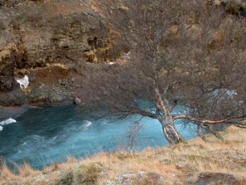 River Tree Stock Footage 490383