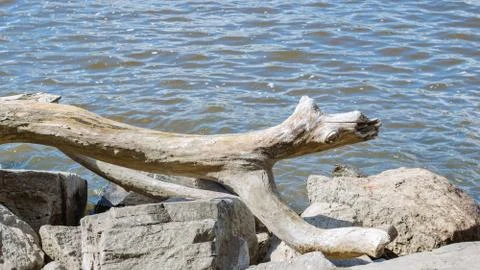 River Tree Log Stock Photos