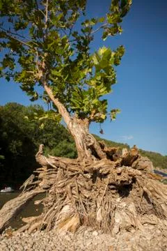 River Tree 写真素材