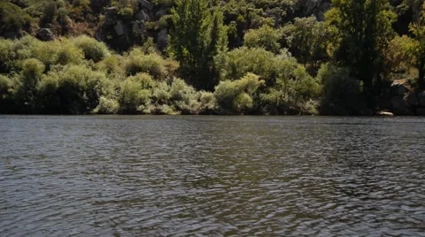 River with trees in background Video stock 48905626