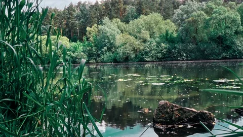River with trees on the beach Stock Footage 89841816