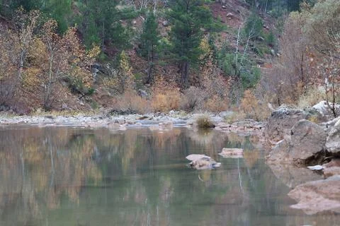 River trees bend Stock Photos