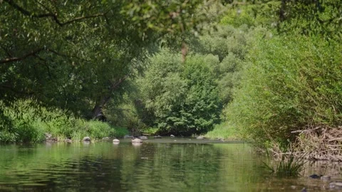 A river with trees on either side Stock Footage 298055446