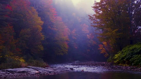 River Trees in Fall Fog 2 Stock Footage 169665429