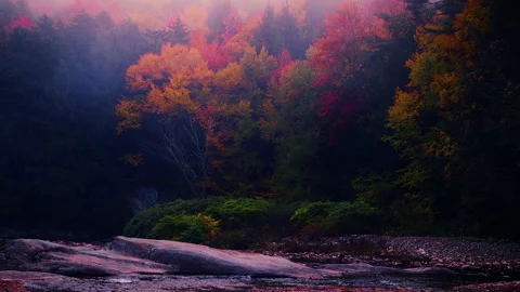 River Trees in Fall Fog 3 Stock Footage 169662813