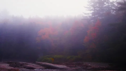 River Trees in Fall Fog Stock Footage 169665706