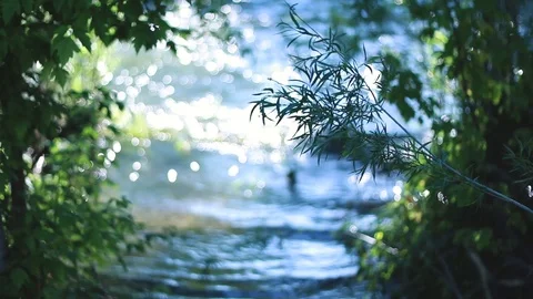 River by Trees Video stock 90974970