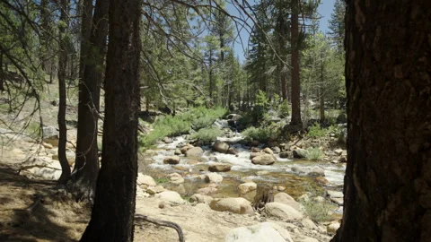 River trees foreground handheld slomo wide 4k Video stock 314924386