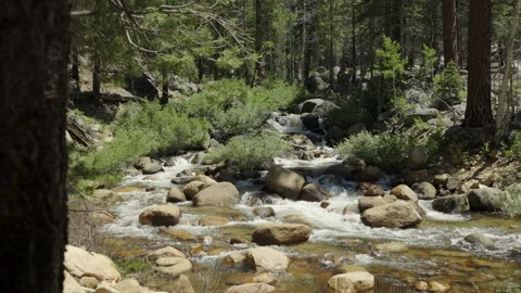 River trees foreground tilt down slomo medium 4k Video stock 314924663