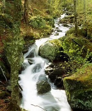 River With Trees In The Forest Stock Photos