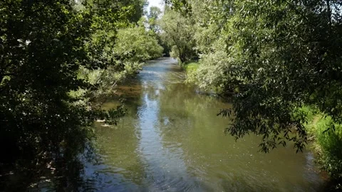 A river with trees on its side Stock Footage 132427074