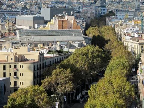 River of trees Stock Photos