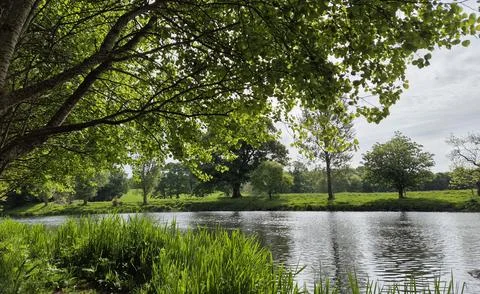 River with trees. Stock Photos