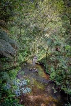 A river in the tropical forest Stock Photos