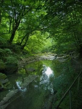River in tropical forest Stock Photos