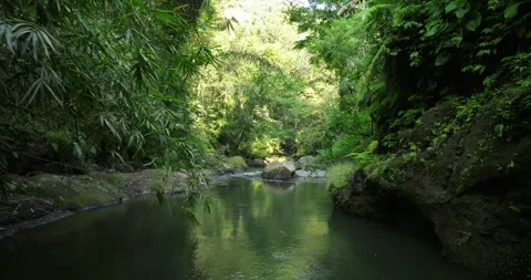 River in tropical green rainforest, 4K Aerial drone top view shot Vídeo Stock 251799699