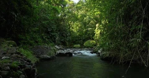 River in tropical green rainforest, 4K Aerial drone top view shot Stock Footage 251799807