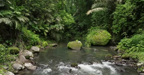 River in tropical green rainforest, 4K Aerial drone top view shot Stock Footage 276517199
