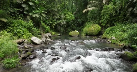 River in tropical green rainforest, 4K Aerial drone top view shot Stock Footage 276596910