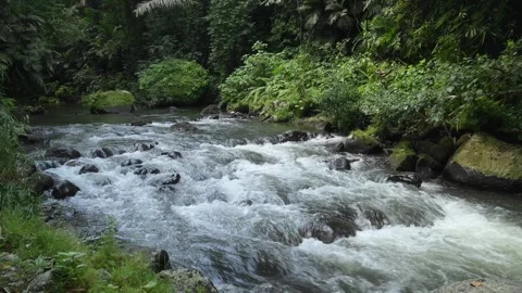 River in tropical green rainforest, 4K Aerial drone top view shot Stock Footage 277968404