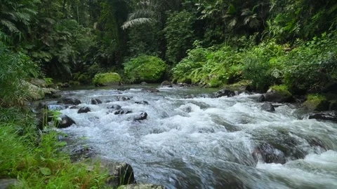 River in tropical green rainforest, 4K Aerial drone top view shot Stock Footage 278014477