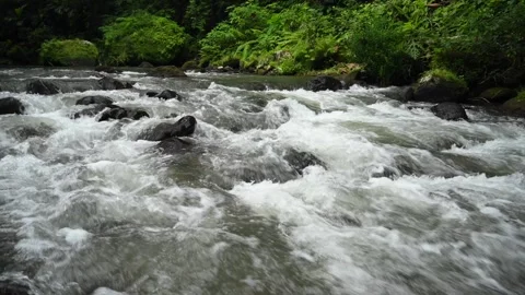 River in tropical green rainforest, 4K Aerial drone top view shot Stock Footage 278014486