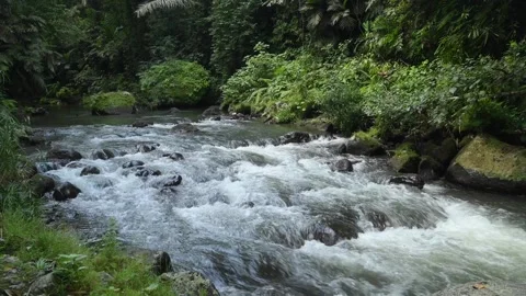 River in tropical green rainforest, 4K Aerial drone top view shot 스톡 동영상 278022686