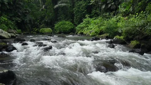 River in tropical green rainforest, 4K Aerial drone top view shot Stock Footage 278149505