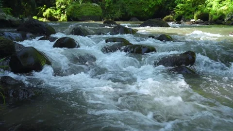 River in tropical green rainforest, 4K Aerial drone top view shot Stock Footage 278149548