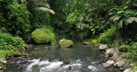 River in tropical green rainforest, 4K Aerial drone top view shot Stock Footage 311591908
